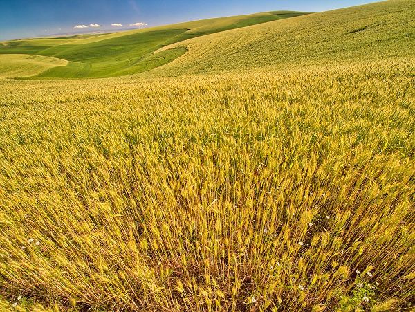 Eggers, Terry 아티스트의 USA-Washington State-Patterns in the fields of wheat작품입니다.
